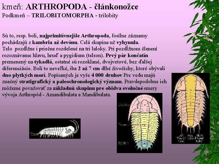 kmeň: ARTHROPODA - článkonožce Podkmeň – TRILOBITOMORPHA - trilobity Sú to, resp. boli, najprimitívnejšie