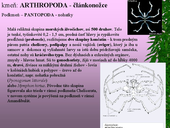 kmeň: ARTHROPODA - článkonožce Podkmeň – PANTOPODA - nohatky Malá reliktná skupina morských živočíchov,