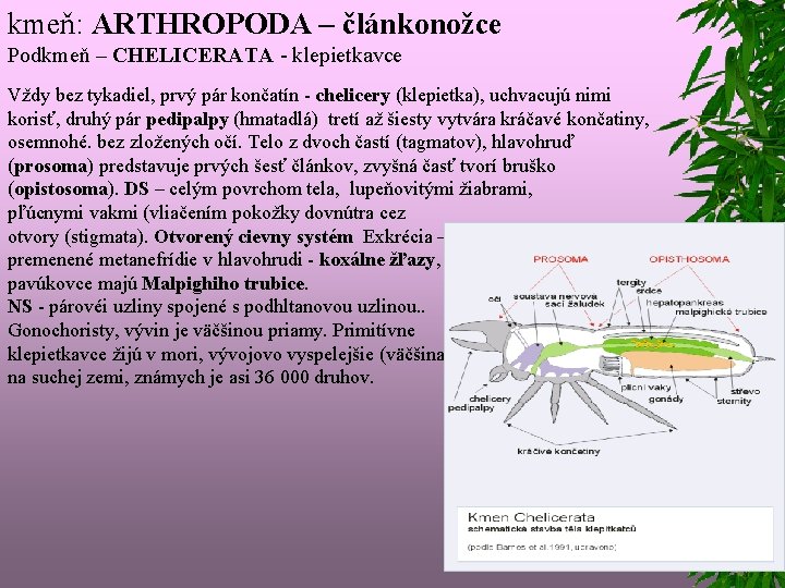 kmeň: ARTHROPODA – článkonožce Podkmeň – CHELICERATA - klepietkavce Vždy bez tykadiel, prvý pár