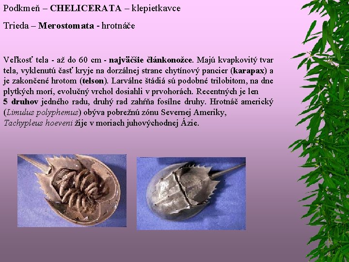 Podkmeň – CHELICERATA – klepietkavce Trieda – Merostomata - hrotnáče Veľkosť tela - až