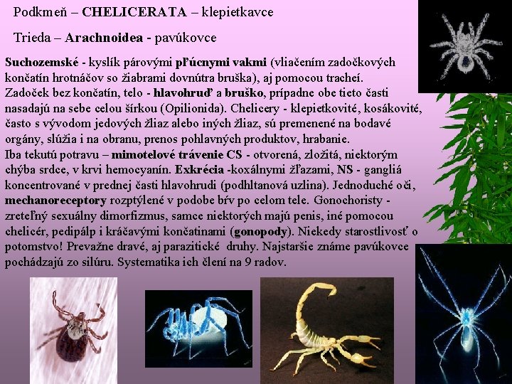 Podkmeň – CHELICERATA – klepietkavce Trieda – Arachnoidea - pavúkovce Suchozemské - kyslík párovými