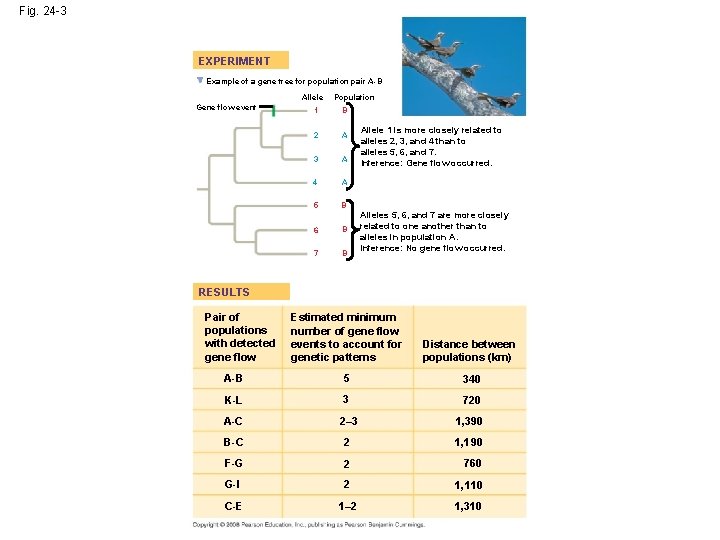 Fig. 24 -3 EXPERIMENT Example of a gene tree for population pair A-B Allele