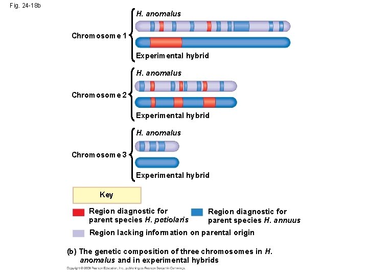 Fig. 24 -18 b H. anomalus Chromosome 1 Experimental hybrid H. anomalus Chromosome 2