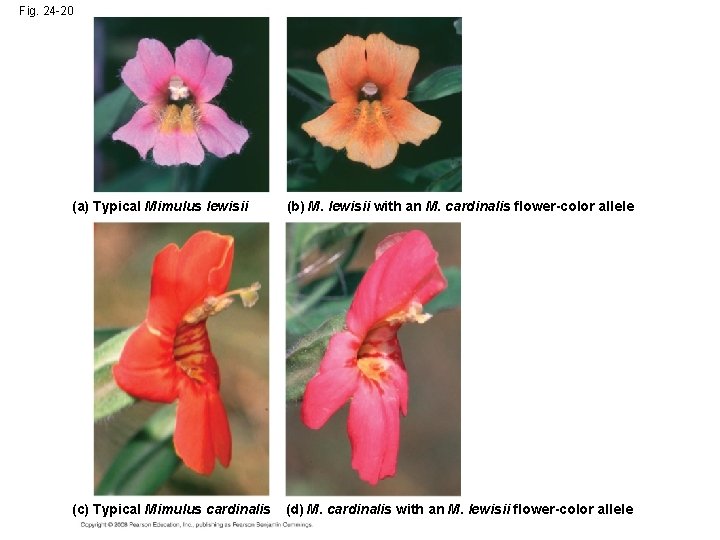 Fig. 24 -20 (a) Typical Mimulus lewisii (b) M. lewisii with an M. cardinalis