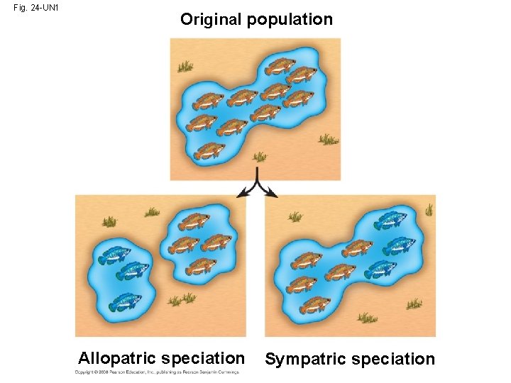 Fig. 24 -UN 1 Original population Allopatric speciation Sympatric speciation 