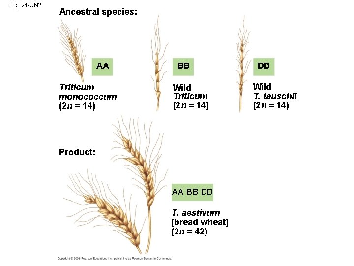 Fig. 24 -UN 2 Ancestral species: AA Triticum monococcum (2 n = 14) BB