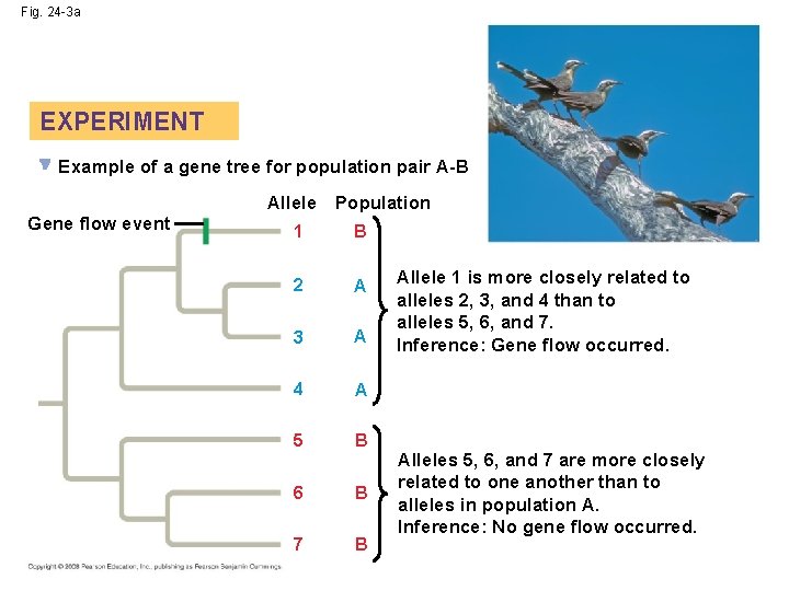 Fig. 24 -3 a EXPERIMENT Example of a gene tree for population pair A-B