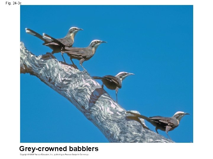 Fig. 24 -3 c Grey-crowned babblers 