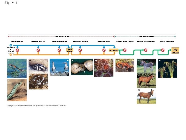 Fig. 24 -4 Prezygotic barriers Habitat Isolation Temporal Isolation Individuals of different species (a)