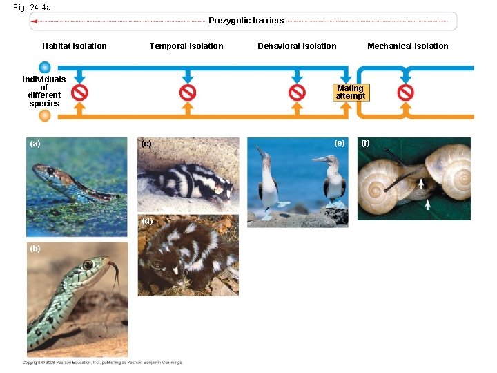 Fig. 24 -4 a Prezygotic barriers Habitat Isolation Temporal Isolation Individuals of different species