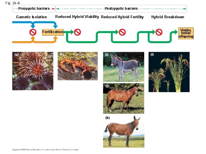 Fig. 24 -4 i Prezygotic barriers Gametic Isolation Postzygotic barriers Reduced Hybrid Viability Reduced