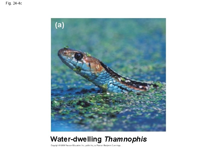 Fig. 24 -4 c (a) Water-dwelling Thamnophis 