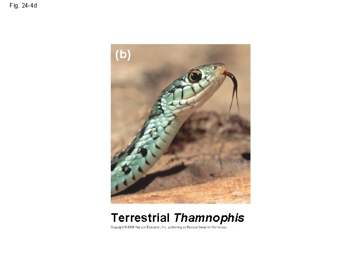 Fig. 24 -4 d (b) Terrestrial Thamnophis 