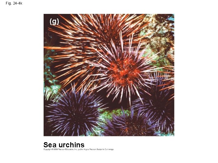 Fig. 24 -4 k (g) Sea urchins 