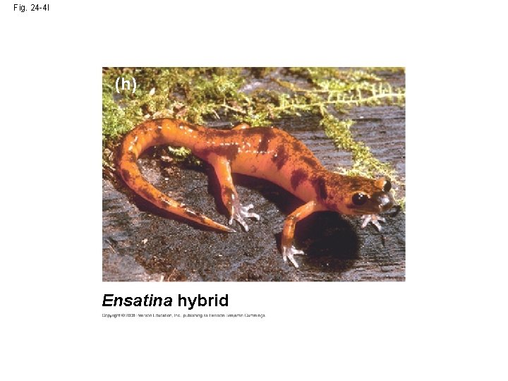 Fig. 24 -4 l (h) Ensatina hybrid 