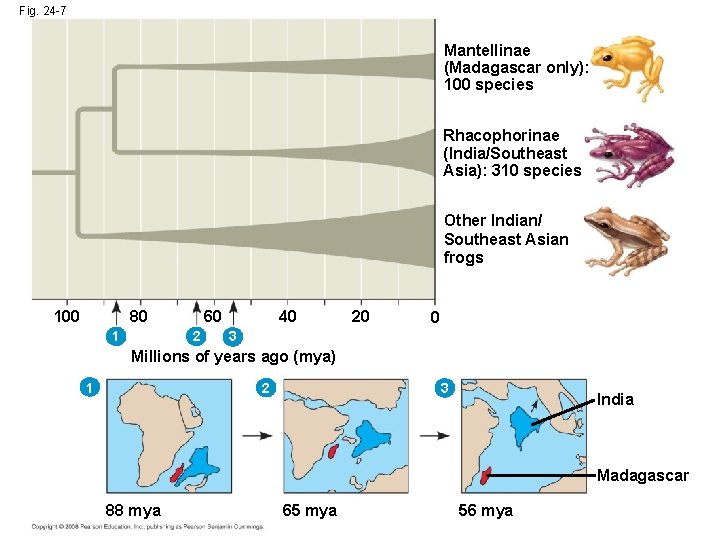 Fig. 24 -7 Mantellinae (Madagascar only): 100 species Rhacophorinae (India/Southeast Asia): 310 species Other