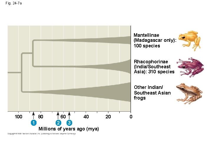 Fig. 24 -7 a Mantellinae (Madagascar only): 100 species Rhacophorinae (India/Southeast Asia): 310 species