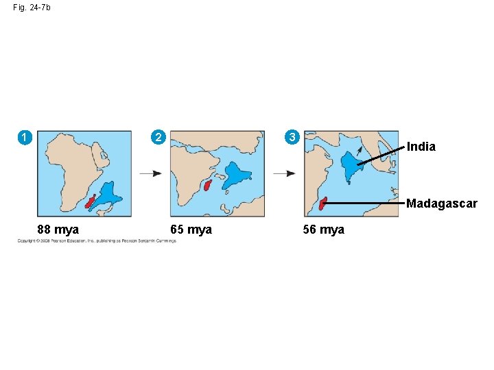 Fig. 24 -7 b 1 2 3 India Madagascar 88 mya 65 mya 56
