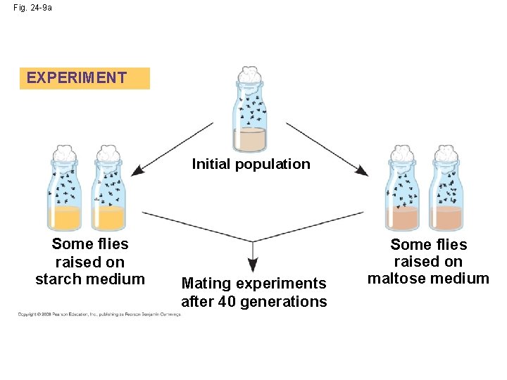 Fig. 24 -9 a EXPERIMENT Initial population Some flies raised on starch medium Mating