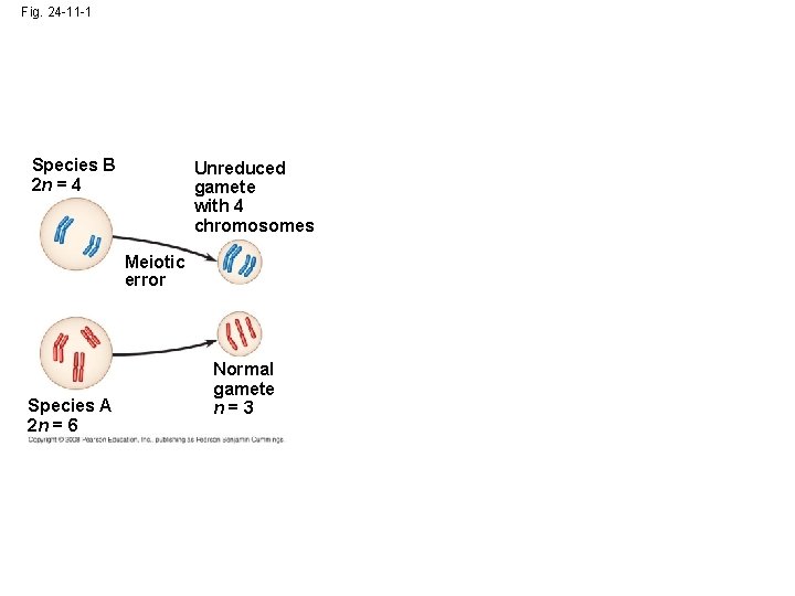 Fig. 24 -11 -1 Species B 2 n = 4 Unreduced gamete with 4