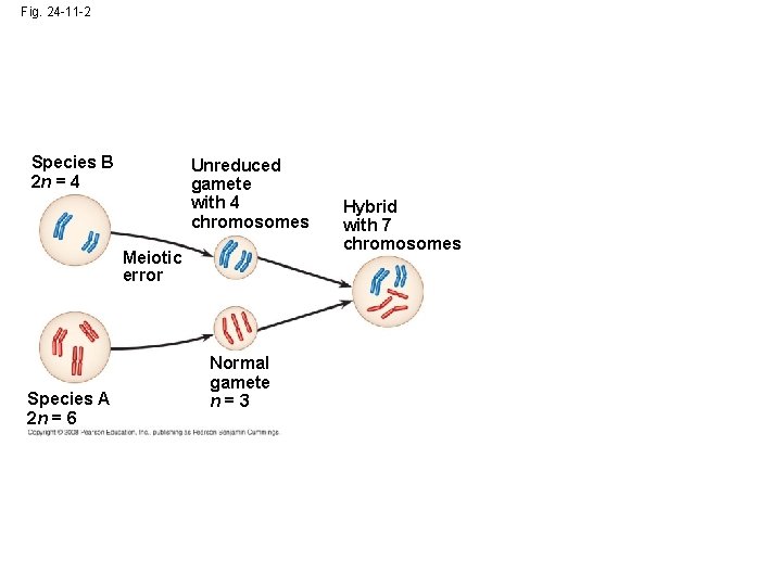 Fig. 24 -11 -2 Species B 2 n = 4 Unreduced gamete with 4