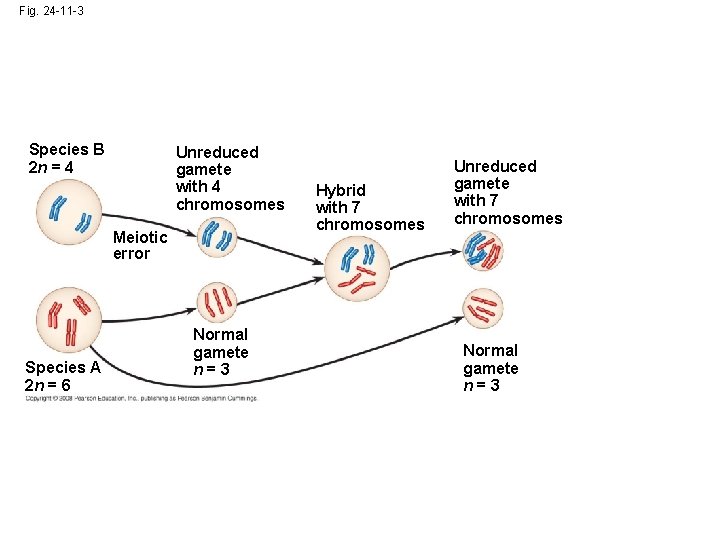 Fig. 24 -11 -3 Species B 2 n = 4 Unreduced gamete with 4