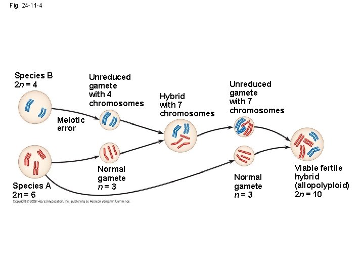 Fig. 24 -11 -4 Species B 2 n = 4 Unreduced gamete with 4