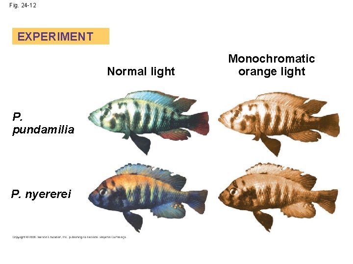 Fig. 24 -12 EXPERIMENT Normal light P. pundamilia P. nyererei Monochromatic orange light 