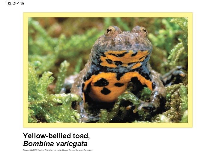Fig. 24 -13 a Yellow-bellied toad, Bombina variegata 