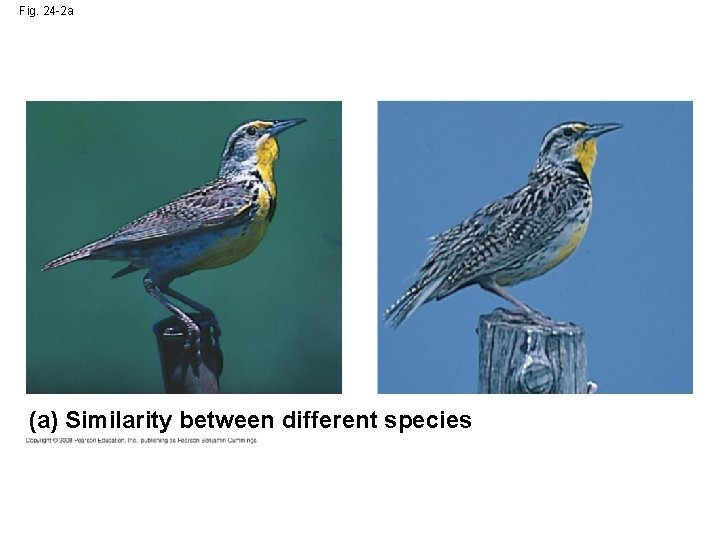 Fig. 24 -2 a (a) Similarity between different species 