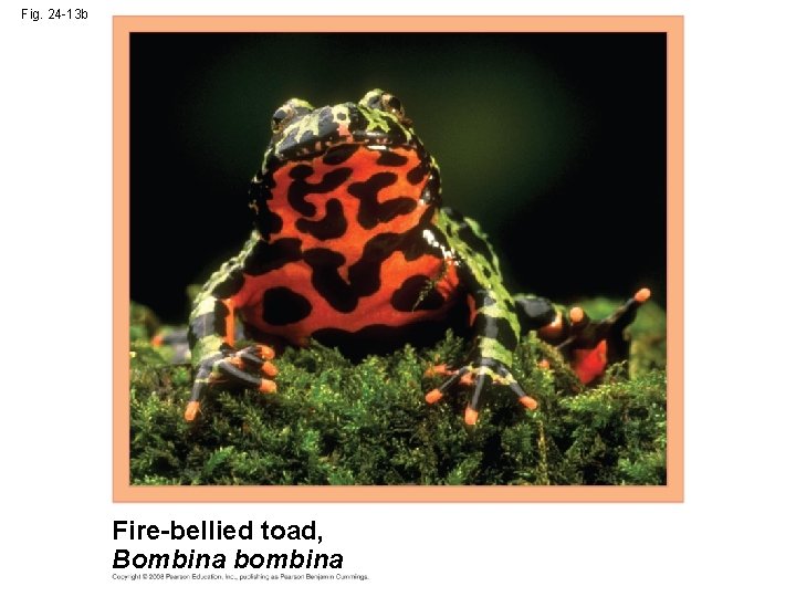 Fig. 24 -13 b Fire-bellied toad, Bombina bombina 