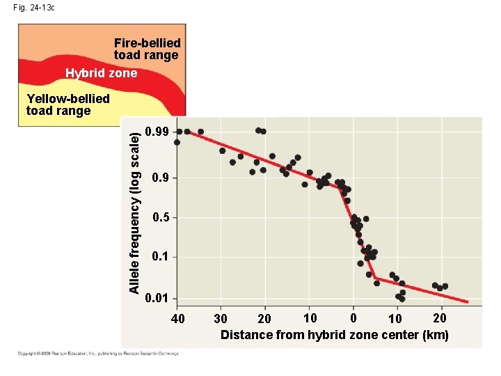 Fig. 24 -13 c Fire-bellied toad range Hybrid zone Allele frequency (log scale) Yellow-bellied