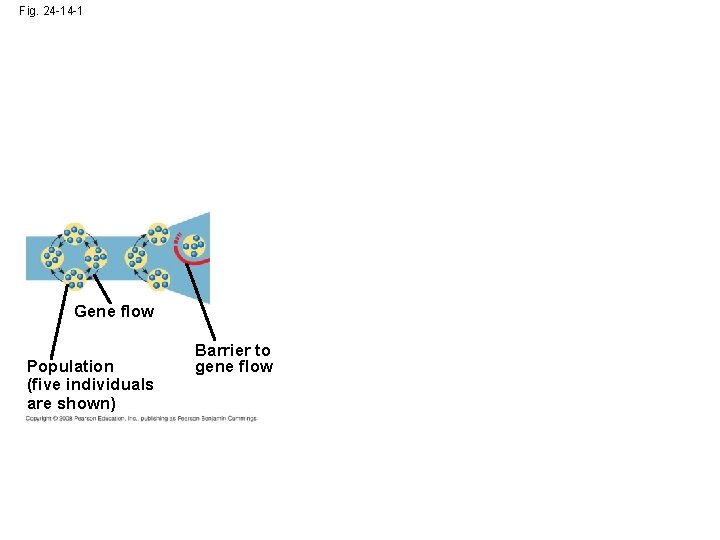 Fig. 24 -14 -1 Gene flow Population (five individuals are shown) Barrier to gene