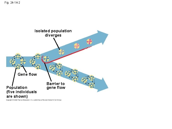 Fig. 24 -14 -2 Isolated population diverges Gene flow Population (five individuals are shown)