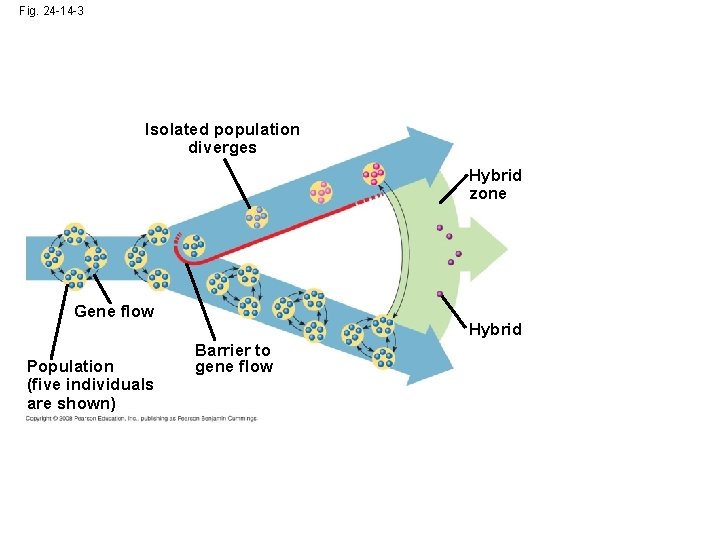 Fig. 24 -14 -3 Isolated population diverges Hybrid zone Gene flow Population (five individuals