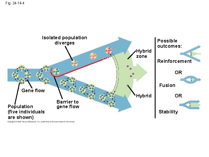 Fig. 24 -14 -4 Isolated population diverges Hybrid zone Possible outcomes: Reinforcement OR Fusion