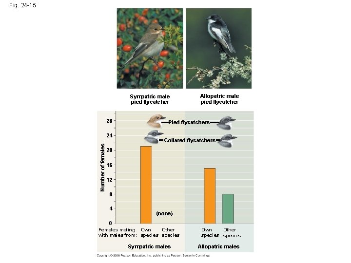 Fig. 24 -15 Sympatric male pied flycatcher 28 Number of females 24 Allopatric male