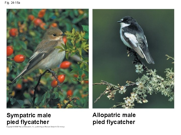Fig. 24 -15 a Sympatric male pied flycatcher Allopatric male pied flycatcher 