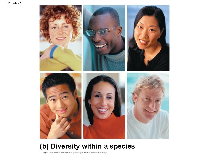 Fig. 24 -2 b (b) Diversity within a species 