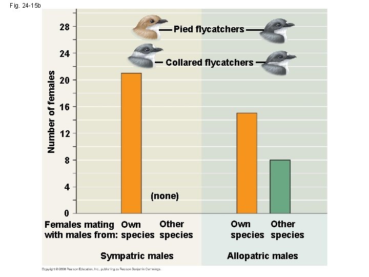 Fig. 24 -15 b 28 Number of females 24 Pied flycatchers Collared flycatchers 20