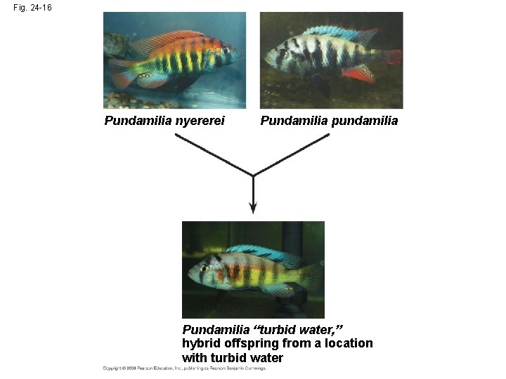 Fig. 24 -16 Pundamilia nyererei Pundamilia pundamilia Pundamilia “turbid water, ” hybrid offspring from