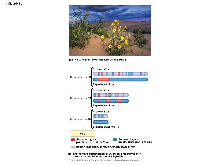 Fig. 24 -18 (a) The wild sunflower Helianthus anomalus H. anomalus Chromosome 1 Experimental