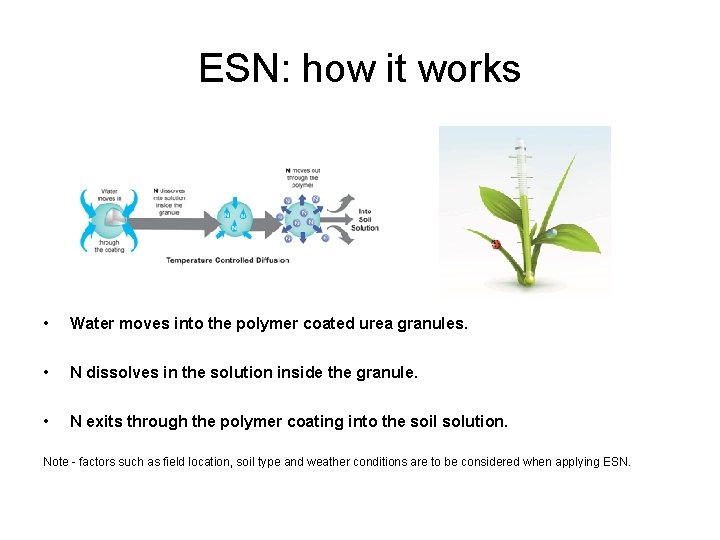 ESN: how it works • Water moves into the polymer coated urea granules. •