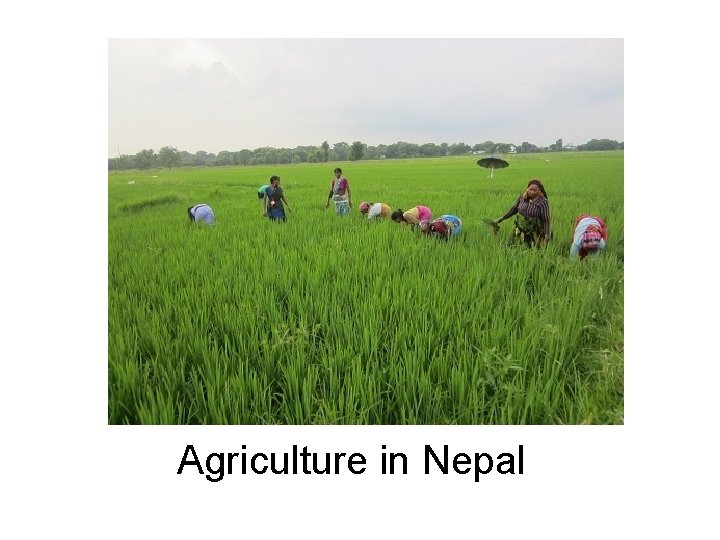 Agriculture in Nepal 