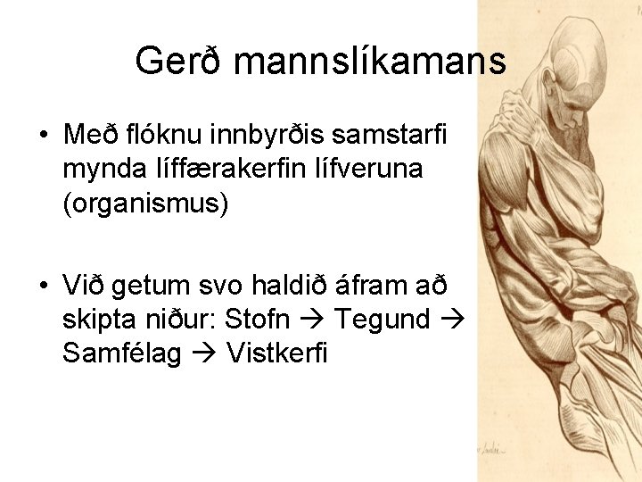 Gerð mannslíkamans • Með flóknu innbyrðis samstarfi mynda líffærakerfin lífveruna (organismus) • Við getum