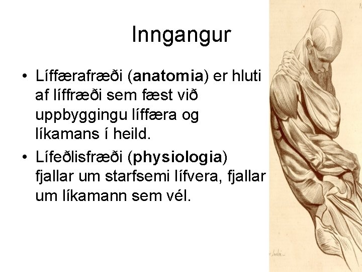 Inngangur • Líffærafræði (anatomia) er hluti af líffræði sem fæst við uppbyggingu líffæra og