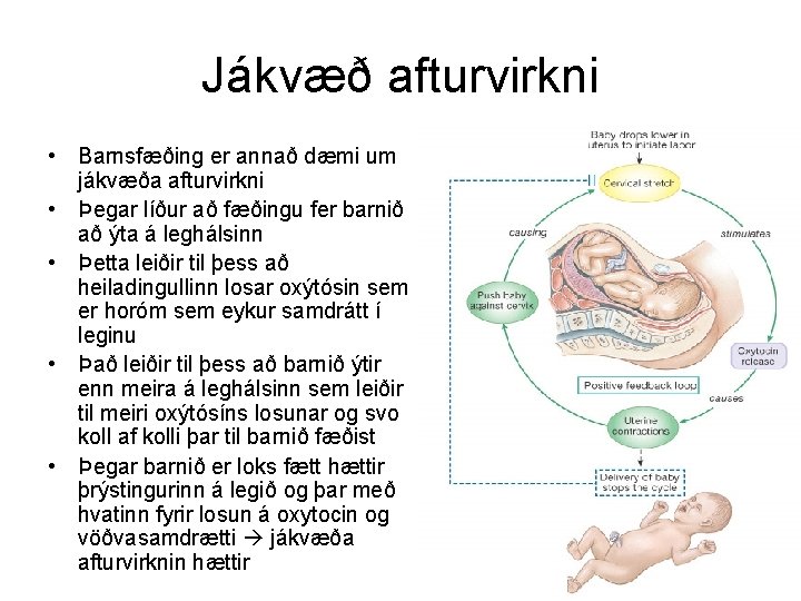 Jákvæð afturvirkni • Barnsfæðing er annað dæmi um jákvæða afturvirkni • Þegar líður að