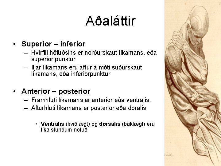 Aðaláttir • Superior – inferior – Hvirfill höfuðsins er norðurskaut líkamans, eða superior punktur