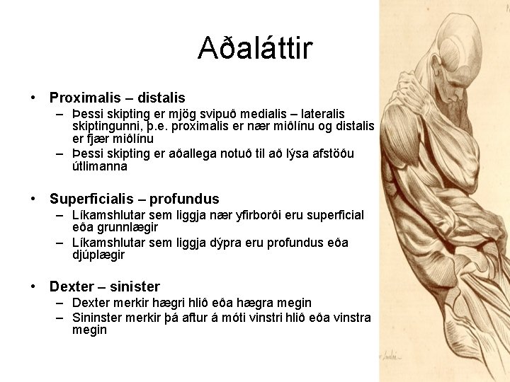 Aðaláttir • Proximalis – distalis – Þessi skipting er mjög svipuð medialis – lateralis