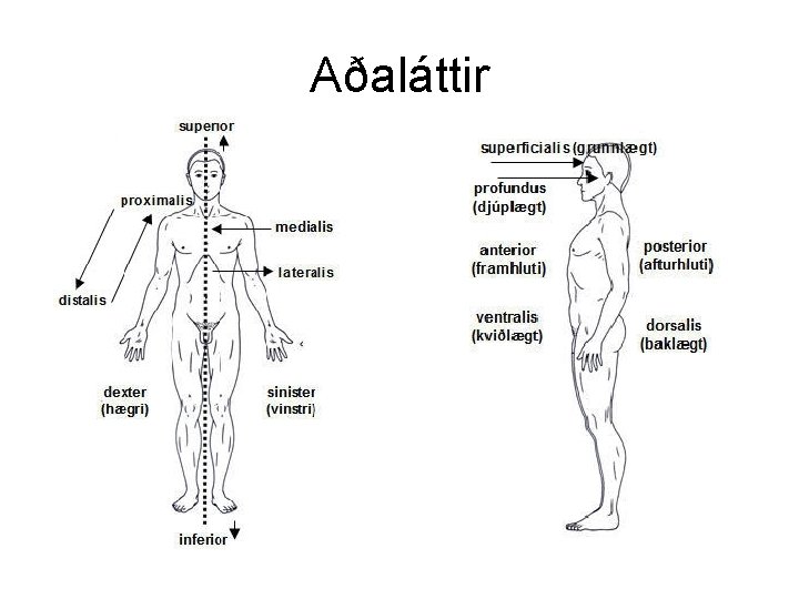 Aðaláttir 